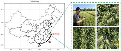 A lightweight network for improving wheat ears detection and counting based on YOLOv5s